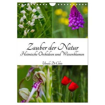 Zauber der Natur - Heimische Orchideen und Wiesenblumen (Wandkalender 2026 DIN A4 hoch), CALVENDO Monatskalender