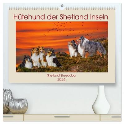 Hütehund der Shetland Inseln - Shetland Sheepdog (hochwertiger Premium Wandkalender 2026 DIN A2 quer), Kunstdruck in Hochglanz