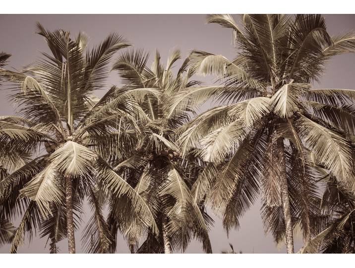 Fototapete PAPERMOON PALMEN-NATUR DSCHUNGEL PFLANZEN BÄUME WALD STRAND MEER , bunt, B:4m L:2,6m, Vlies, Tapeten, Fototapete