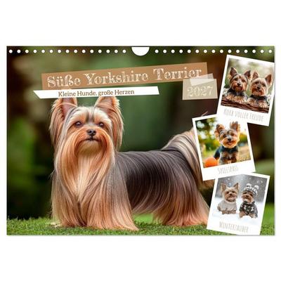Süße Yorkshire Terrier - Kleine Hunde, große Herzen (Wandkalender 2027 DIN A4 quer), CALVENDO Monatskalender