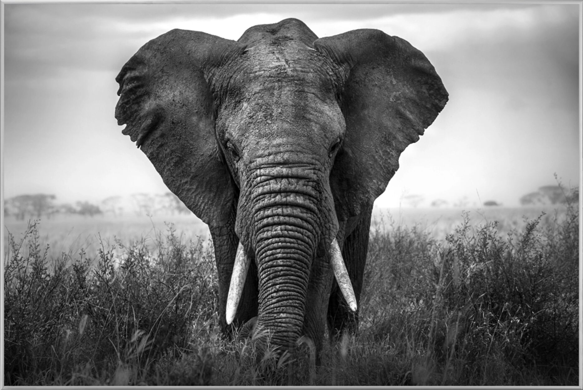 image LAND Grosser Elefant