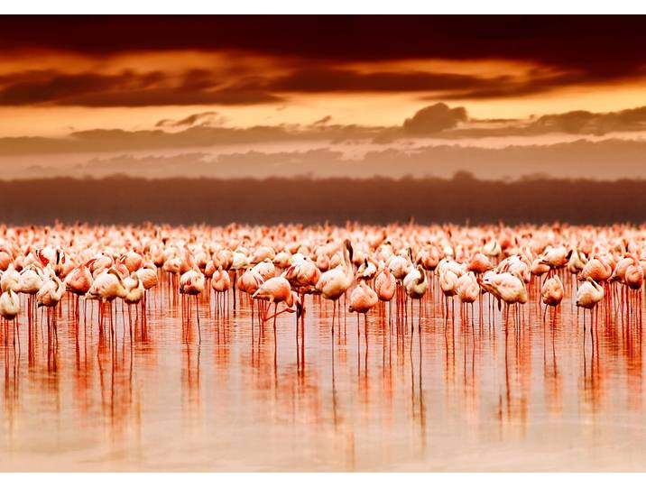 Fototapete PAPERMOON African Flamingos , bunt, B:1,5m L:1,11m, Vlies, Tapeten, Fototapete
