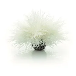biOrb Seelilie weiß (46078)