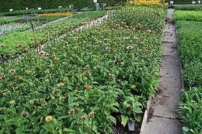 6 x Echinacea purpurea Ruby Giant Zonnehoed - Pot van 9 x 9 cm - GRDplanten