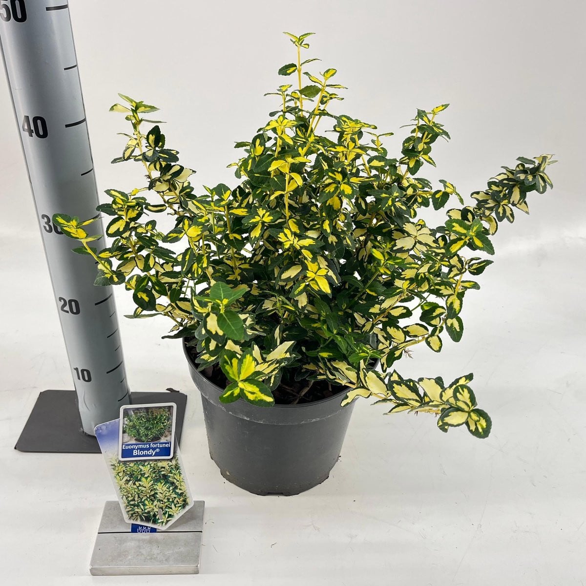 Euonymus fortunae Blondy Kardinaalshoed in pot, 35-40 cm, 5 liter