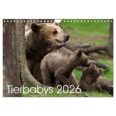 Tierbabys 2026 (Wandkalender 2026 DIN A4 quer), CALVENDO Monatskalender