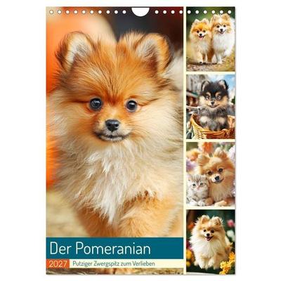 Der Pomeranian. Putziger Zwergspitz zum Verlieben (Wandkalender 2027 DIN A4 hoch), CALVENDO Monatskalender