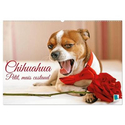 Chihuahua : petit, mais costaud (Calendrier mural 2026 DIN A2 vertical), CALVENDO calendrier mensuel