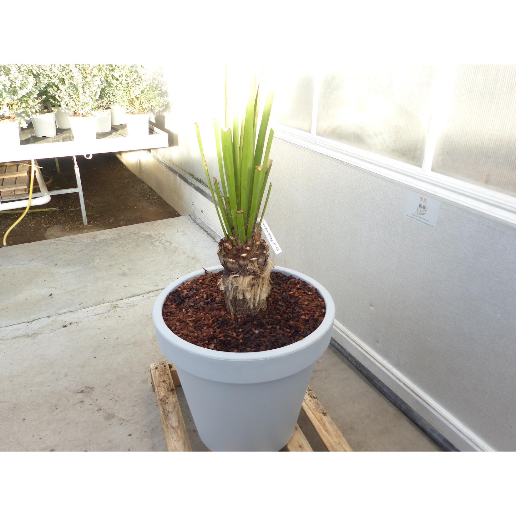 Yucca Faxoniana, 130 cm, Stamm 23 cm, Faxon Yucca, Palmilla, winterhart -20C