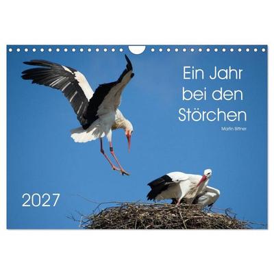 Ein Jahr bei den Störchen (Wandkalender 2027 DIN A4 quer), CALVENDO Monatskalender
