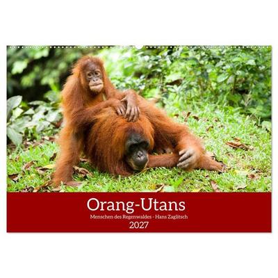 Orang-Utans - Menschen des Regenwaldes (Wandkalender 2027 DIN A2 quer), CALVENDO Monatskalender