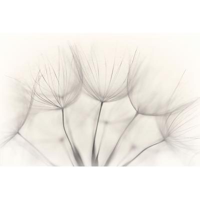 Fototapete PAPERMOON "Photo-Art JAKOB ARNHOLTZ, KEIN TITEL", bunt, B:5m L:2,8m, Vlies, Tapeten