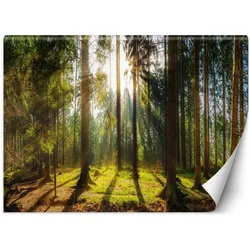 VLIESTAPETE Grün 450/315 cm