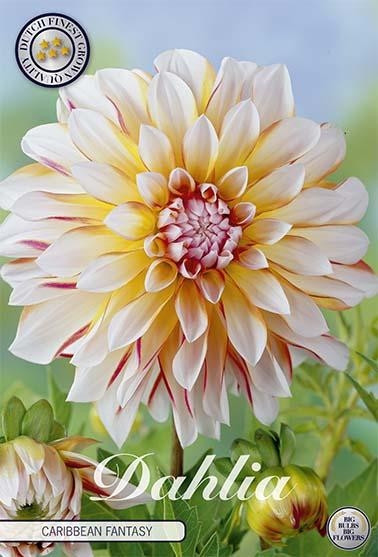 Sam van Schooten Dahlie Caribbean Fantasy (1 stuk)