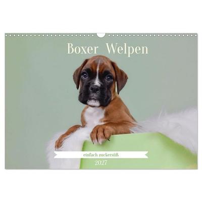 Boxer Welpen einfach zuckersüß (Wandkalender 2027 DIN A3 quer), CALVENDO Monatskalender