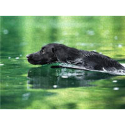 CALVENDO Puzzle Schwarzer Labrador schwimmt im Wasser 1000 Teile Puzzle quer | 1000 Teile Lege-Größe 64 × 48 cm Foto-Puzzle für glückliche Stunden