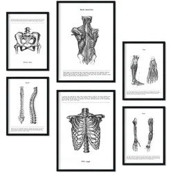 POSTER Set Mit 6 Anatomie Sammlung Von Platten Größe A3 und A4 Rahmenlos