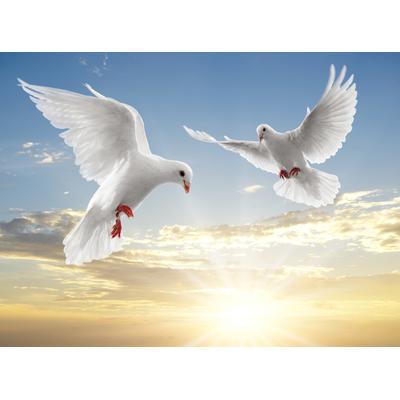 Fototapete PAPERMOON "White Doves", bunt, B:4m L:2,6m, Vlies, Tapeten