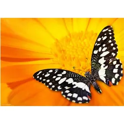 CoverYourDesk, Unterlage, Schreibtischunterlage Schwarz-Weisser Schmetterling
