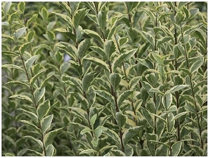 Stauden Gänge 100 x Ligustrum ovalifolium 'Argenteum' Weißbunter Liguster Weiße Heckenpflanze für Sonne bis Halbschatten, Blüte Mai bis Juni, mehrjährig, schnittverträglich, 9x9 cm Topf