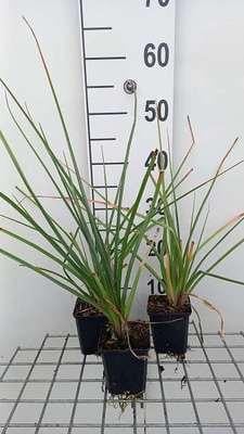 6 x Kniphofia uvaria Grandiflora Fakkelbloem - Pot van 9 x 9 cm - GRDplanten
