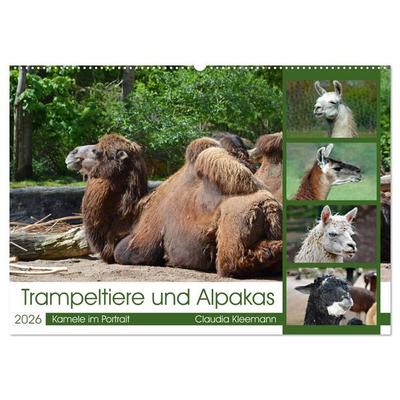 Trampeltiere und Alpakas (Wandkalender 2026 DIN A2 quer), CALVENDO Monatskalender