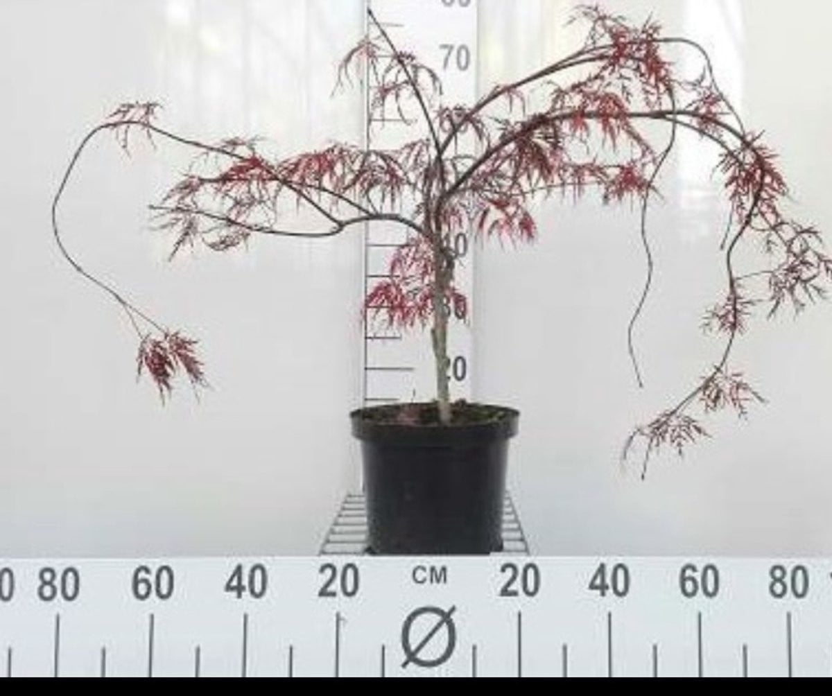 Japanse Esdoorn Acer palmatum Inaba Shidare in pot, 40-50 cm