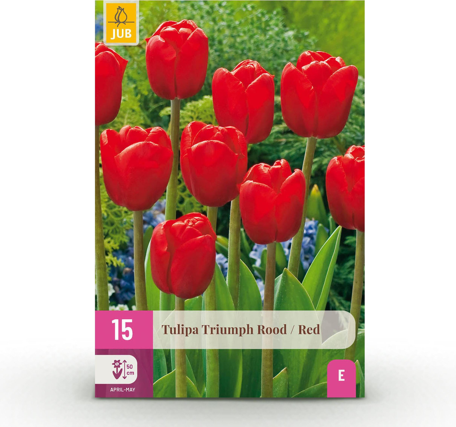 Pflanzenboutique Tulp Triumph Red - Rood - 15 stuks - Bolmaat 11/12