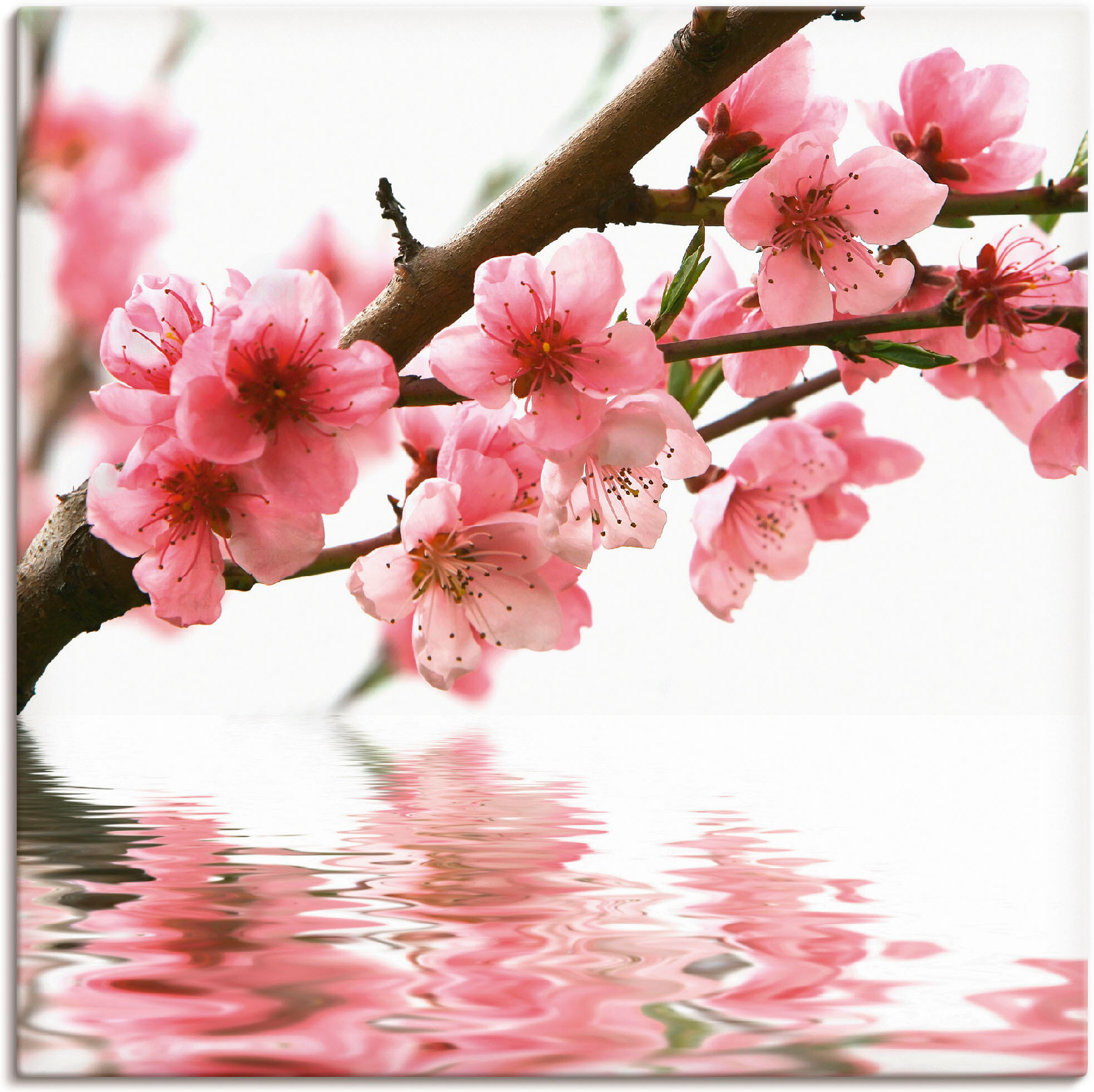 Leinwandbild ARTLAND "Pfirsichblüten reflektieren im Wasser", pink (farbe bild(er): pink), B:40cm H:40cm, Bilder, Leinwandbild, auf Holzrahmen gespannt farbe bild(er): pink B/H/T: 40cm x 40cm, Leinwandbild Blumen quadratisch, 1 Stk.