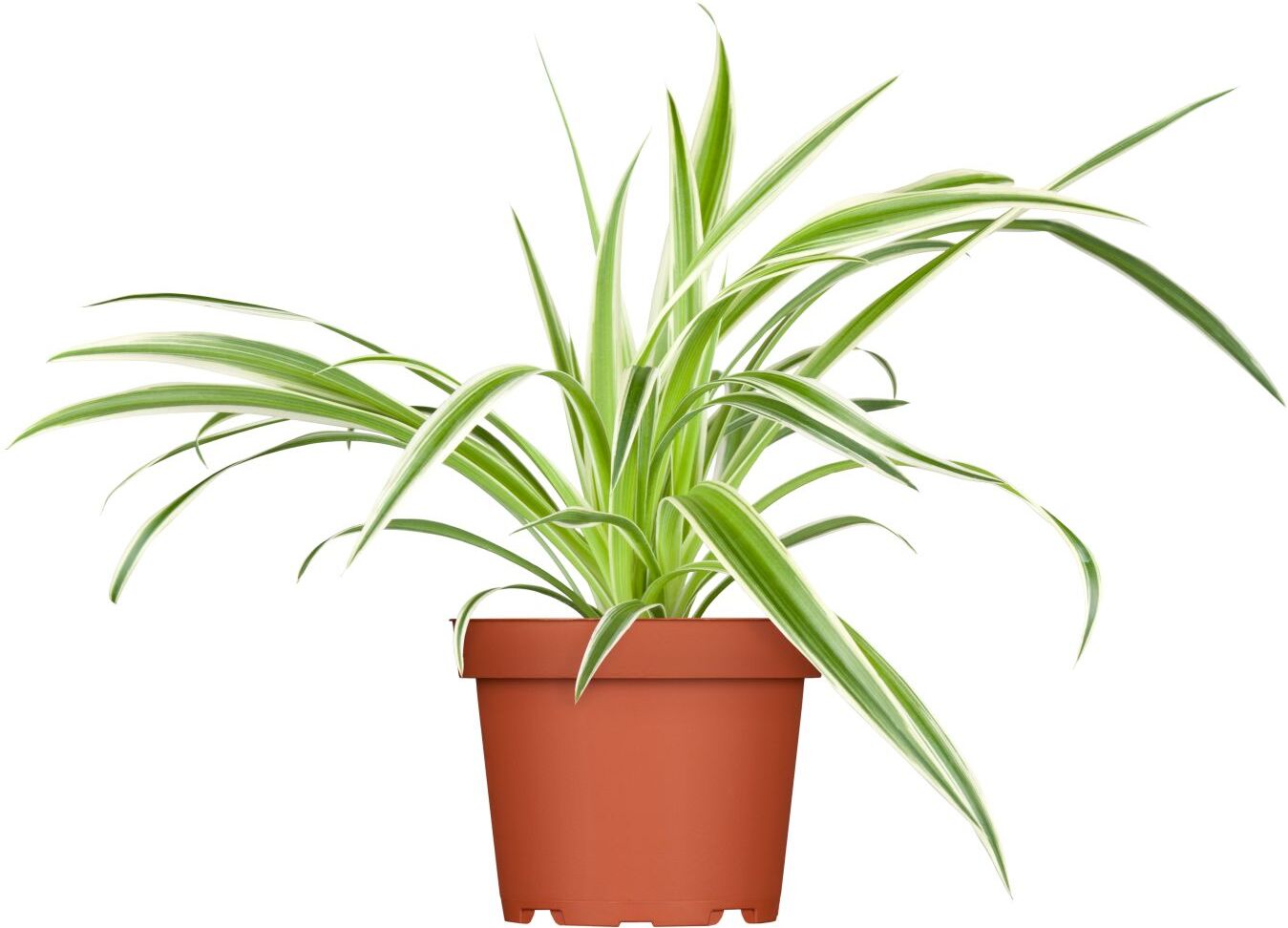 Pflanzen Grünlilie Chlorophytum H 25 cm 12 cm Topf