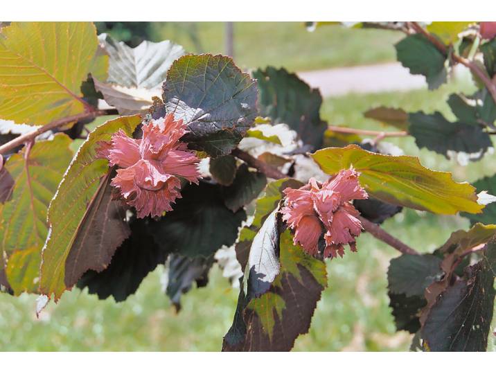 Haselnuss Rote Zellernuss ' Ø26cm'