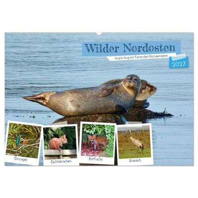 Wilder Nordosten - Aug in Aug mit Tieren der Ostseeregion (Wandkalender 2027 DIN A2 quer), CALVENDO Monatskalender