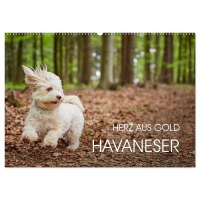 Havaneser - Herz aus Gold (Wandkalender 2027 DIN A2 quer), CALVENDO Monatskalender