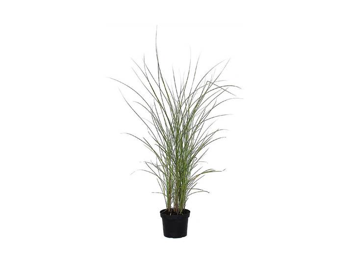 Garten-Chinaschilf Gracillimus ' (Miscanthus sinensis 'Gracillimus '), Topfgrösse Ø19cm'