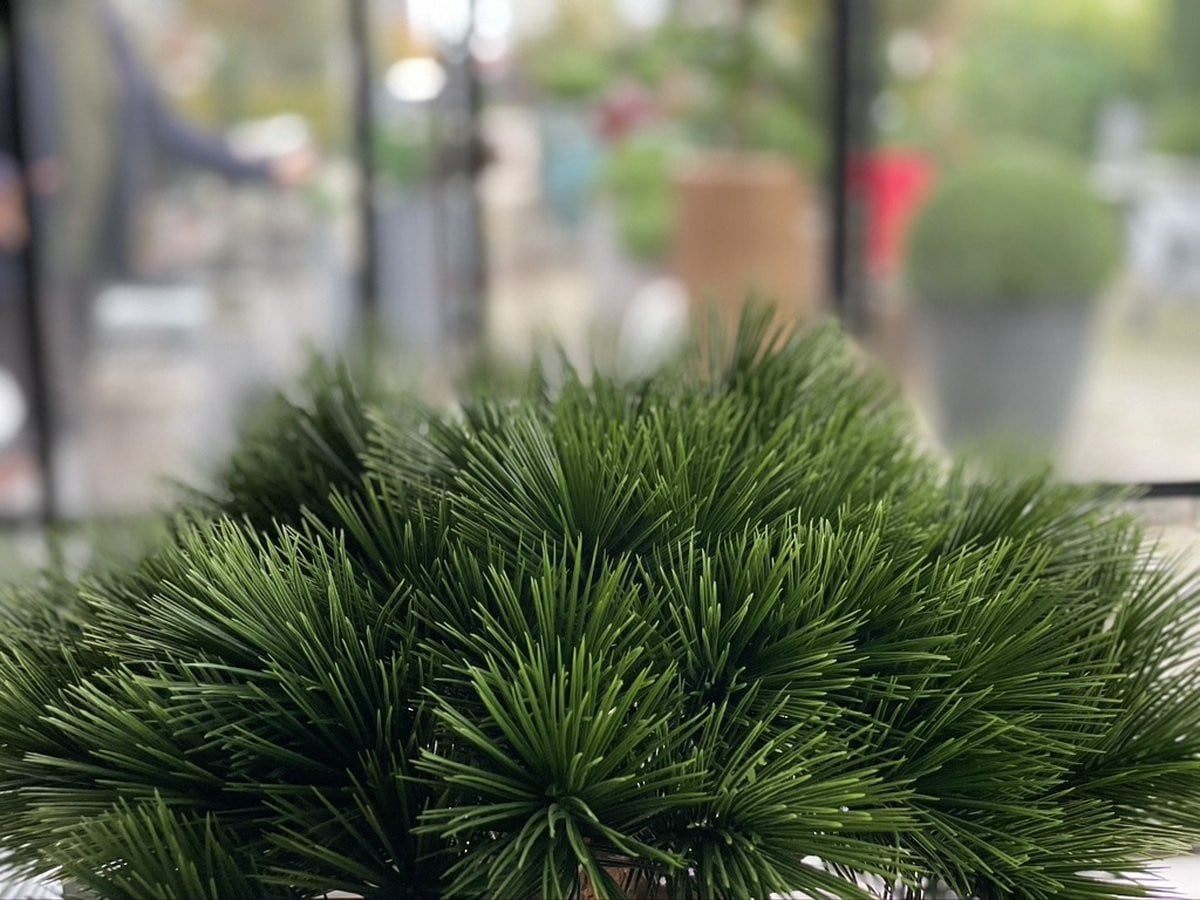 LeopoldFlora Klein kunstboompje Pinus Bonsai 55 UV