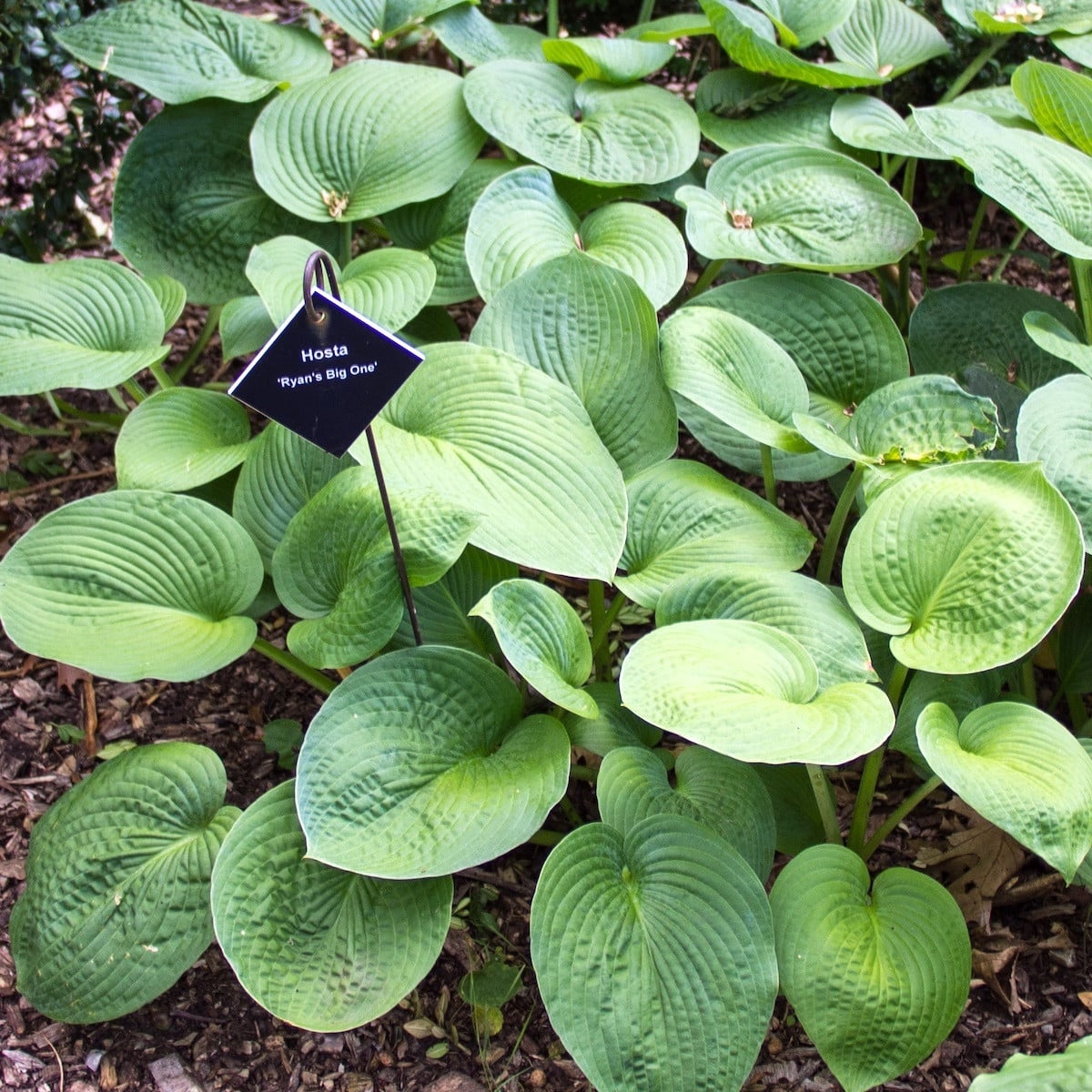 6 x Hosta hybrida Ryan's Big One in pot van 9x9 cm van Arborix