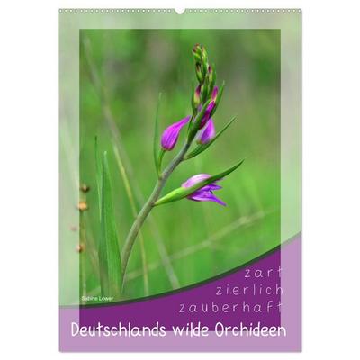 Deutschlands wilde Orchideen (Wandkalender 2026 DIN A2 hoch), CALVENDO Monatskalender
