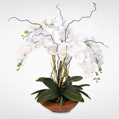 Real Touch Phalaenopsis Silk Orchid Arrangement with Curly Willow in Natural Teak Wood Bowl - White