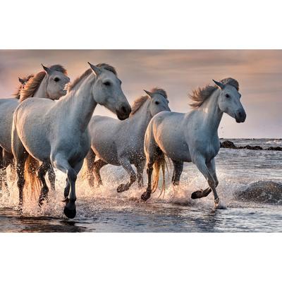 Fototapete PAPERMOON "PFERDE-CAMARGUE GALLOP STRAND MEER TIERE KÜSTE PROVENCE", bunt, B:2,5m L:1,86m, Vlies, Tapeten