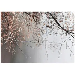 FOTOTAPETE Zweige Baum Beton Wohnzimmer 300x210