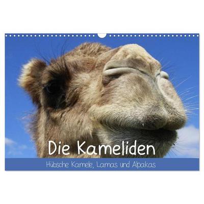 Die Kameliden. Hübsche Kamele, Lamas und Alpakas (Wandkalender 2027 DIN A3 quer), CALVENDO Monatskalender
