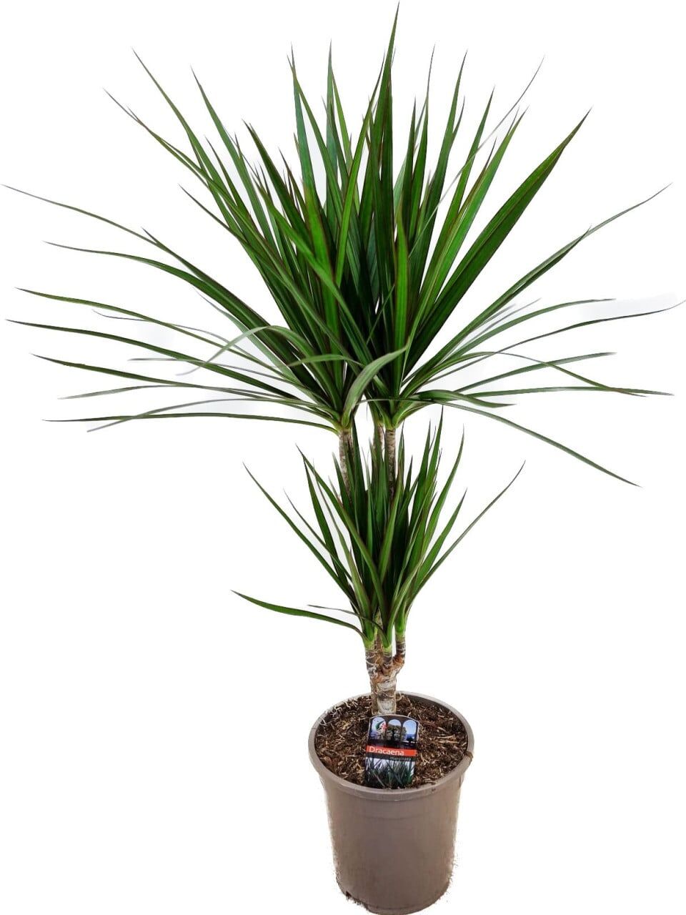 Pflanzen Drachenbaum Dracaena marginata Green H 30/10, Topf 17 cm
