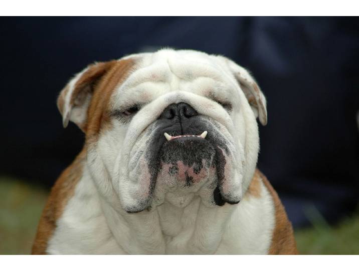 Fototapete PAPERMOON Englisches Bulldoggenporträt , bunt, B:4,5m L:2,8m, Vlies, Tapeten, Fototapete