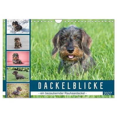Dackelblicke - ein bezaubernder Rauhaardackel (Wandkalender 2027 DIN A4 quer), CALVENDO Monatskalender