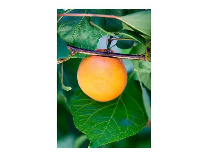 Aprikose Goldrich '® (Prunus armeniaca 'Goldrich '®), 150-170 cm inklusive Topf'