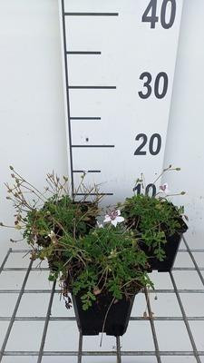 6 x Erodium guttatum Kranenvogelbloem in pot van 9 x 9 cm van GRDplanten