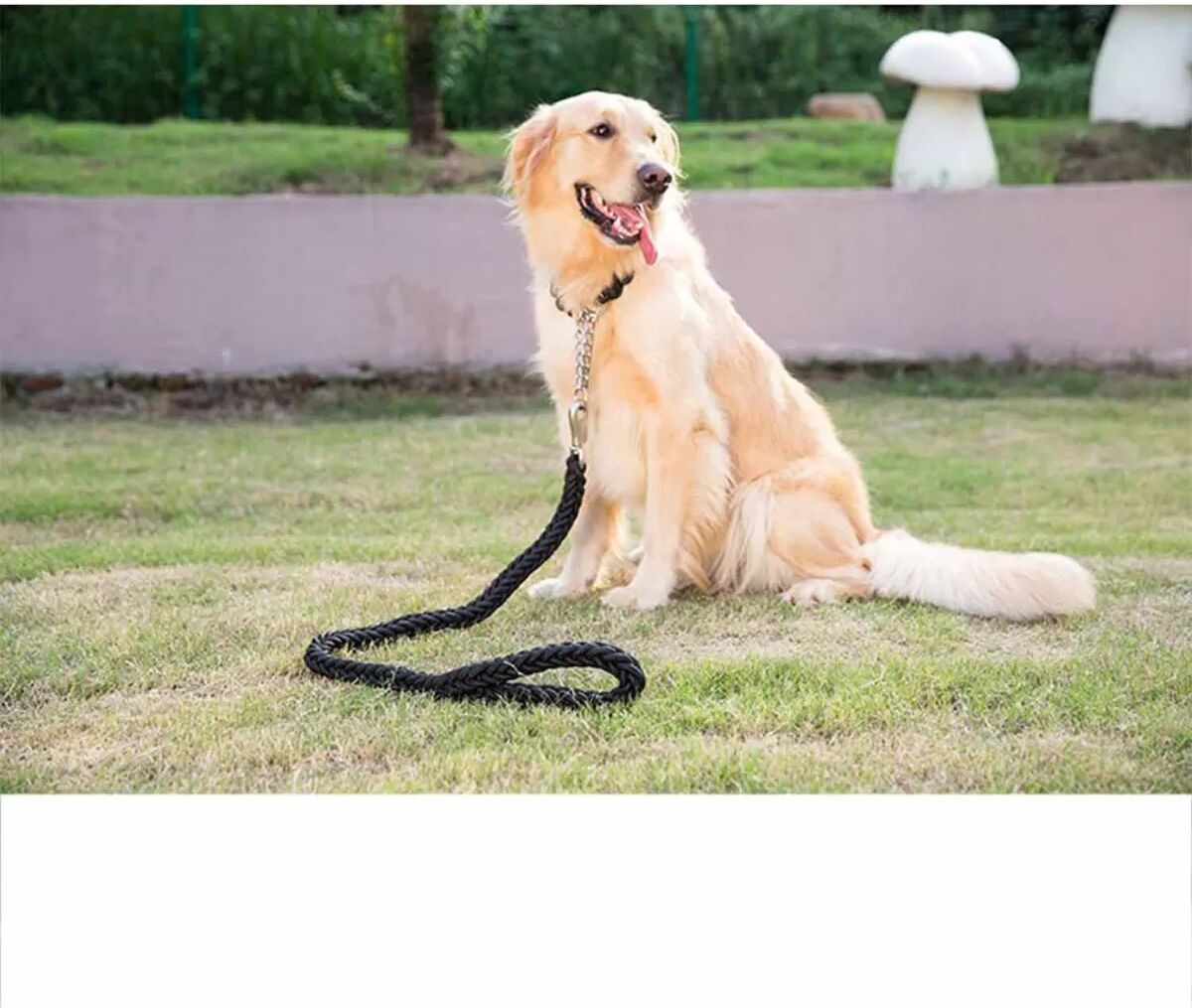 INF Laisse Tressée Robuste pour Grands Chiens - Corde de Promenade en Nylon avec Collier Chaîne P L Le noir