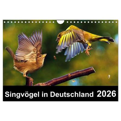 Singvögel in Deutschland (Wandkalender 2026 DIN A4 quer), CALVENDO Monatskalender