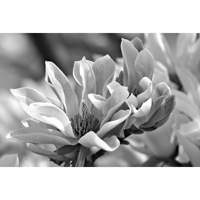 Papermoon "Blume Schwarz & Weiß"