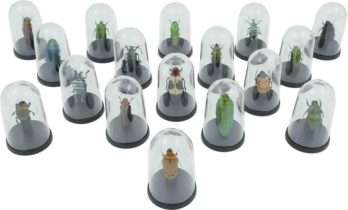 Insecten in mini stolp voor op tafel